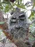 bad banksia man