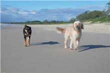 two dogs on beach