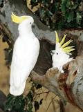 suphur-crested cockatoos