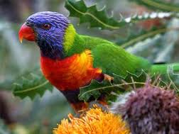 rainbow lorikeet