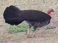 bush turkey