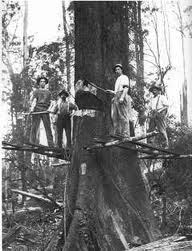 woodcutters