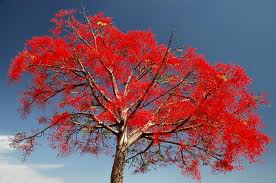 pic of Illawarra Flame tree